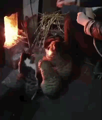PECKA..gif
