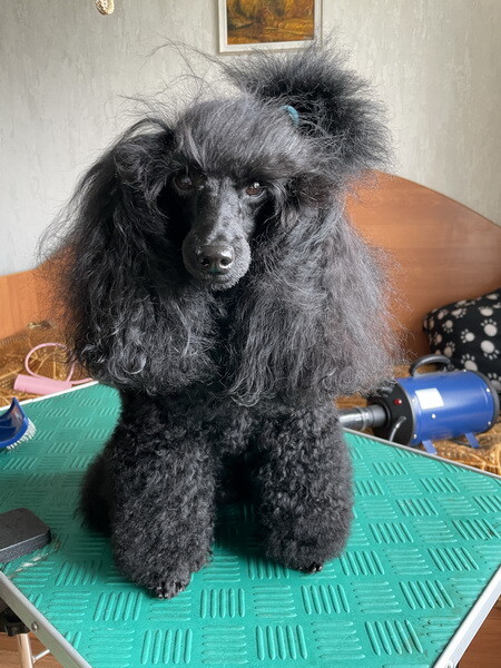 https://a.imgfoto.host/2025/07/19/IMG_7488.jpeg
