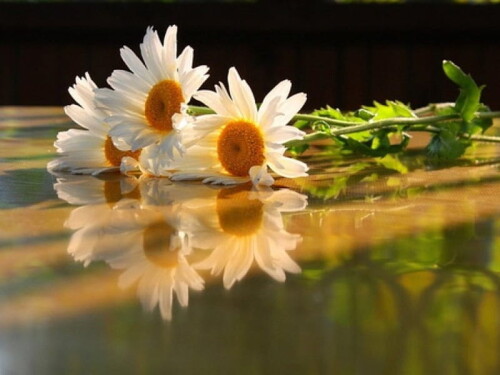 HD-wallpaper-daisies-and-reflection-beauty-flowers-lovely-reflection.jpeg