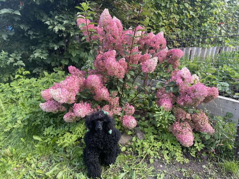 https://a.imgfoto.host/2025/08/30/IMG_9368.jpeg