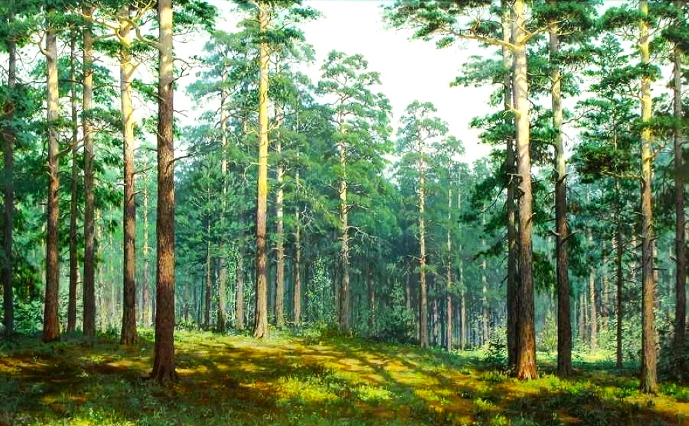1000-KORABELNYI-SOSNOVYI-BOR..a23d97ed1e703f12.jpeg