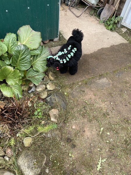 https://a.imgfoto.host/2025/10/07/IMG_0945.jpeg